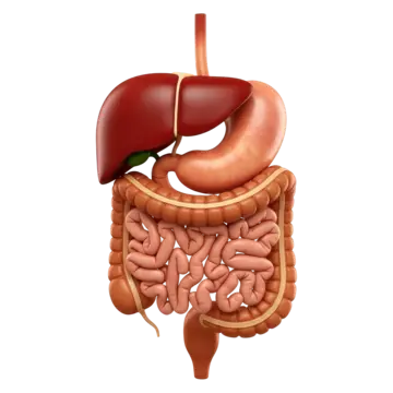 gastro