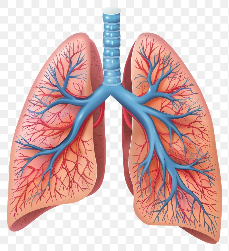 lungs