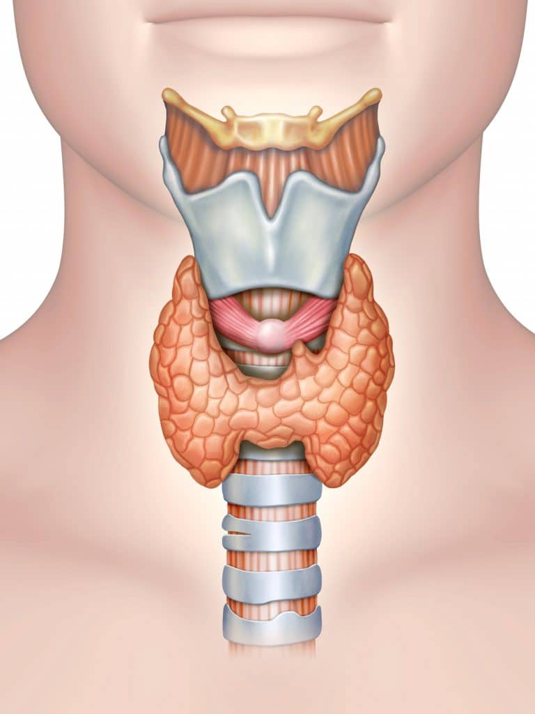 thyroid